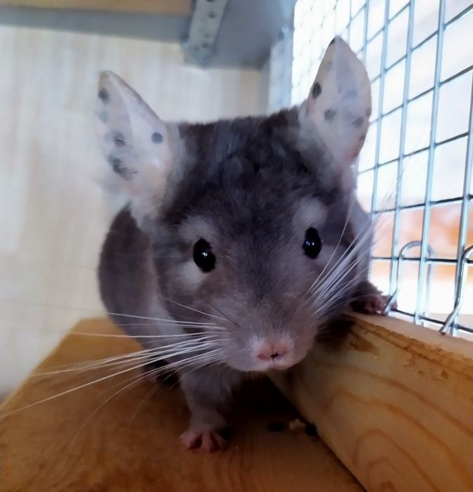 Шиншиллята