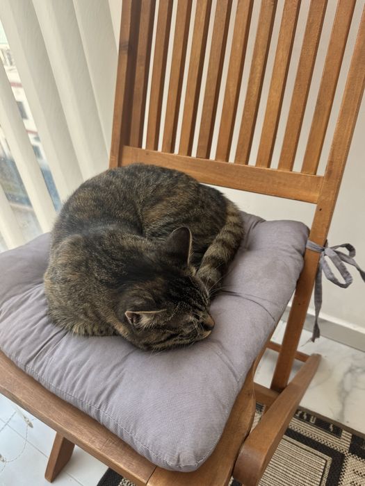 Кошка девочка 10 мес