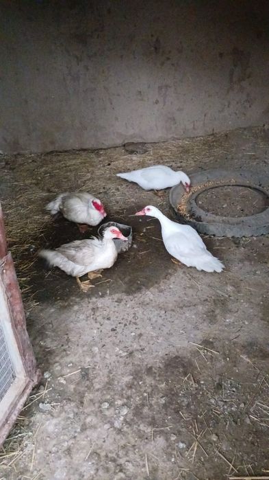 Продам индоуток семейка