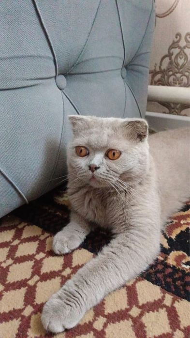 Британский кошка