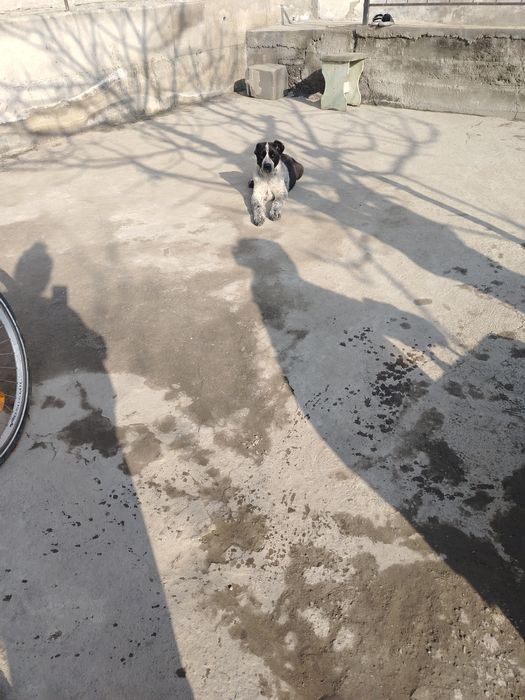 Alabay kuchuk sotiladi