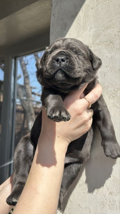 Итальянский Кане Корсо