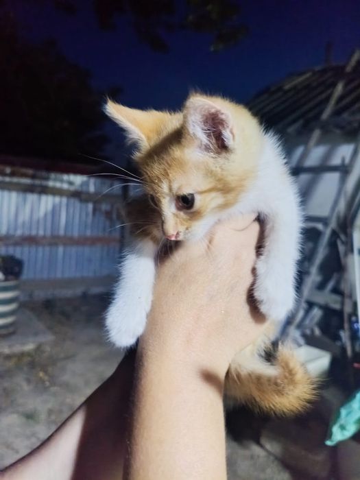 Отдам котят  мальчик и девочка