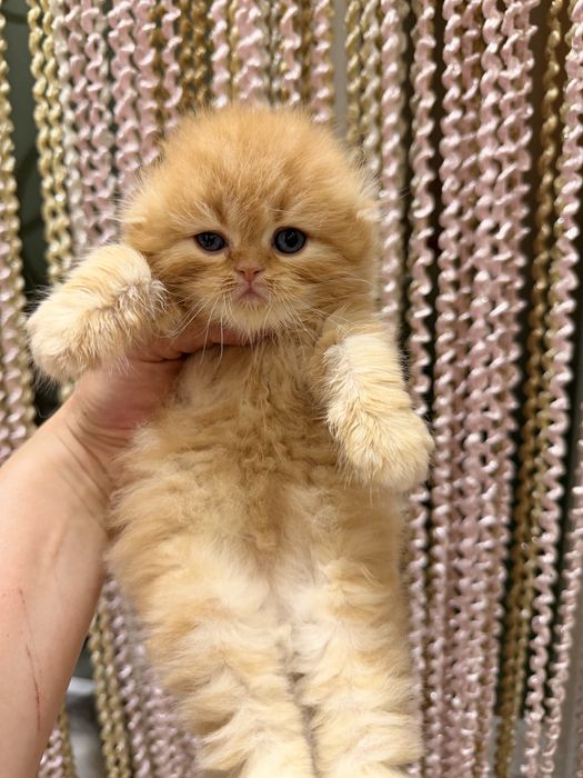 Шотланский скоттиш фолд!