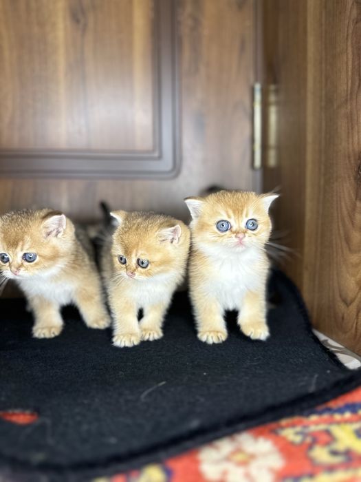 Золотая шиншила фолд