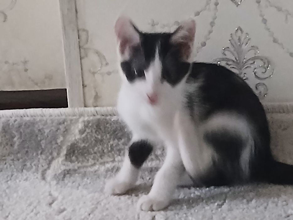 Котенок, девочка, пышик,кыз в хорошие руки