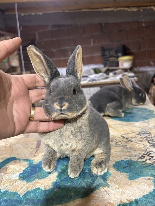 Iepurasi rex loh negru si albastru