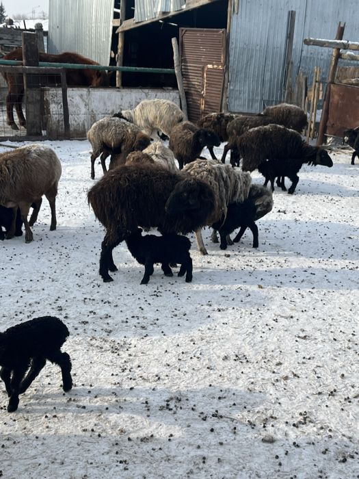 Козылы кой сатыламын