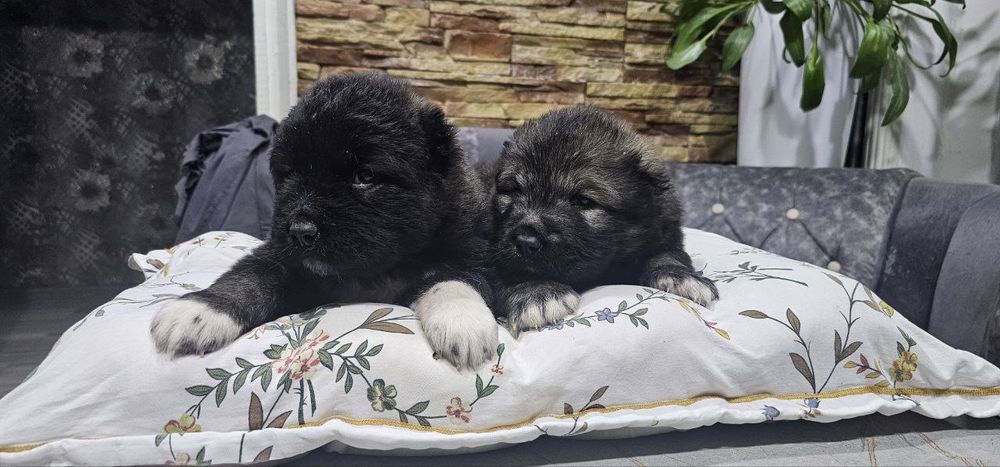 Щенки кавказской овчарки