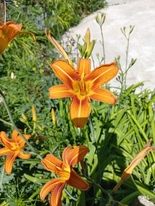 Лилейник для сада