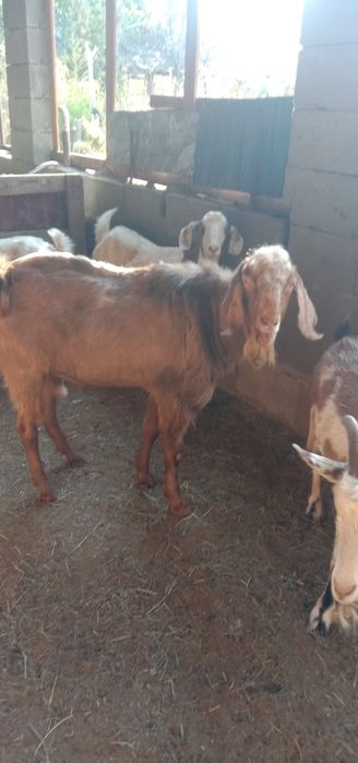 Нубийский теке сатылады