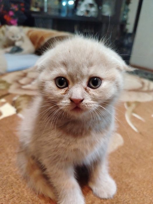 Продаются  если всех 2млн