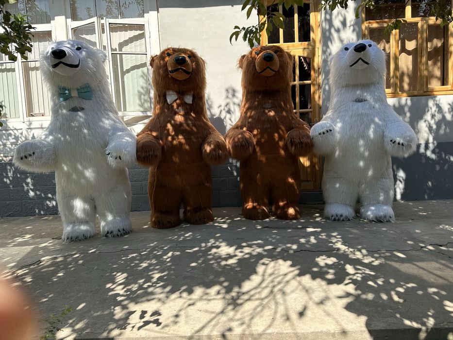 Kotta ayiqlar Sotilad