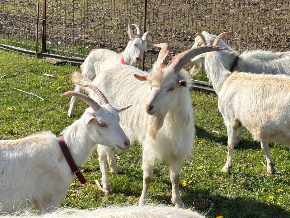 Vând țap Saen 3ani sau 1 an