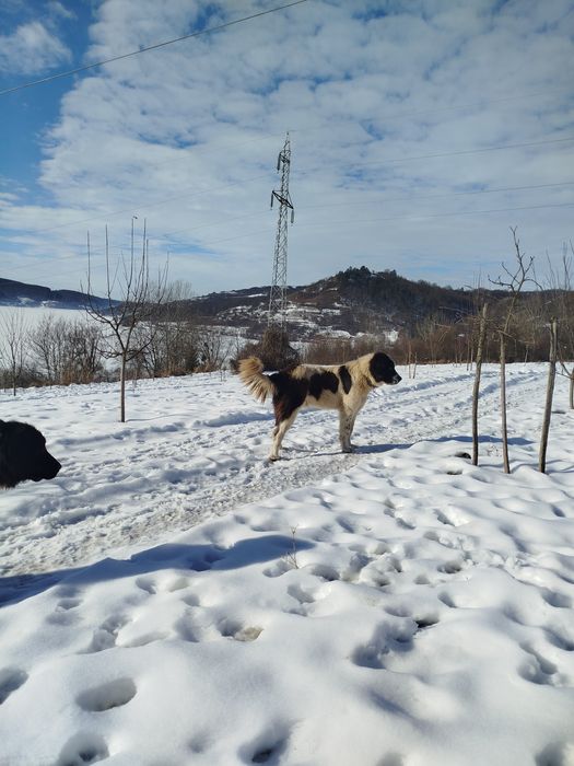 Donez pentru iubitori de animale