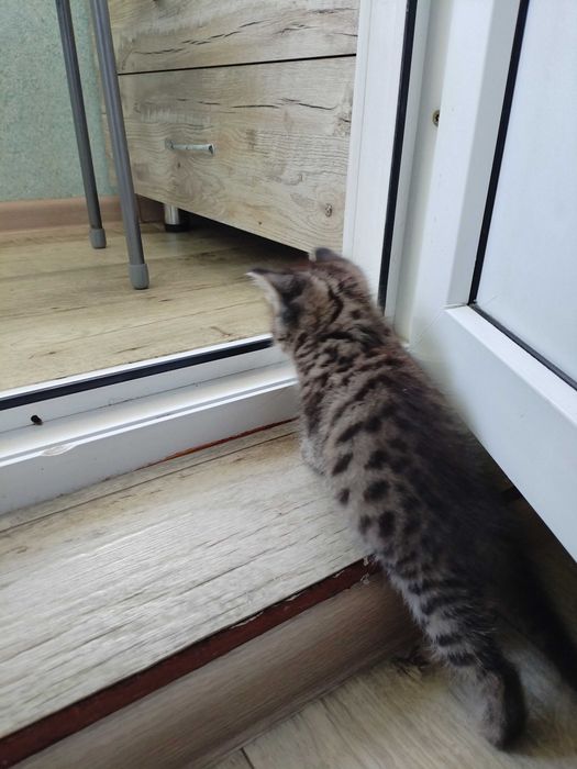 Отдам котят в добрые руки