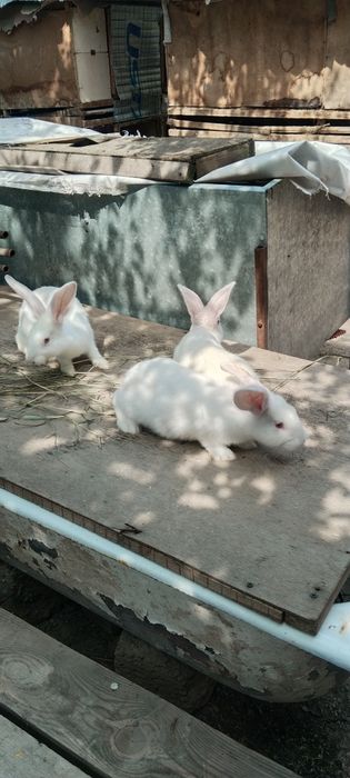 Quyon gosh bor sivejiy