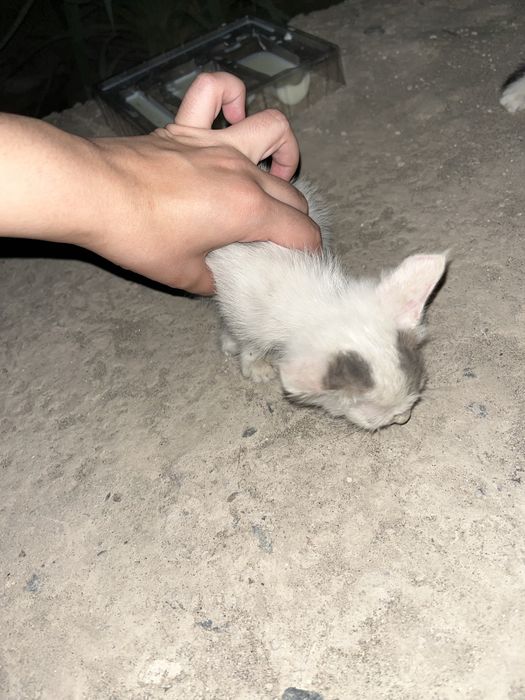 Кошки очень хароший