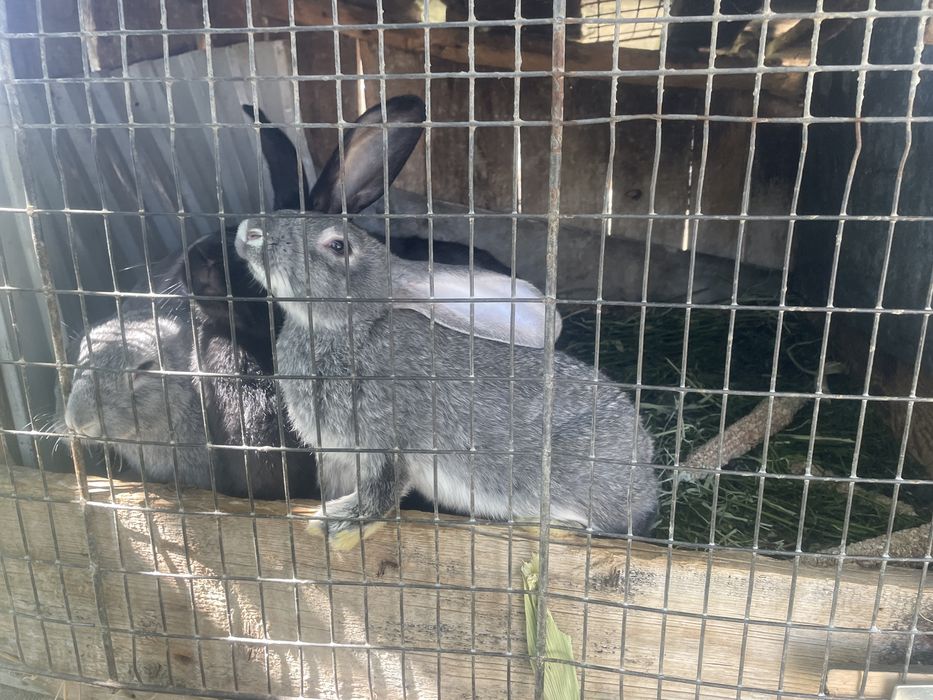 Vand iepuri taile mare