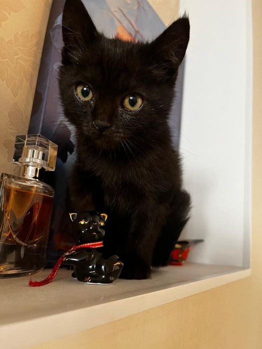 Кисуле нужен дом!