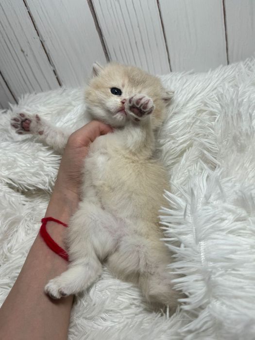 Золотые шиншиллы британские