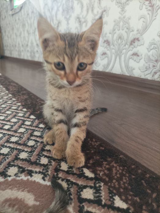 Aralash zotli mushukchalar