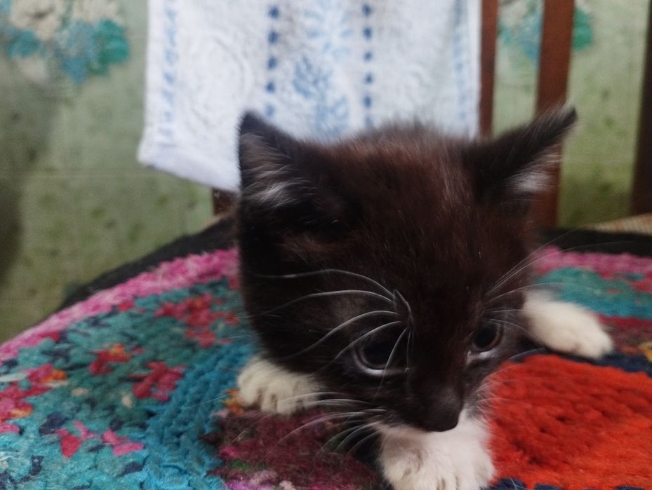 Отдам котят в хорошие руки