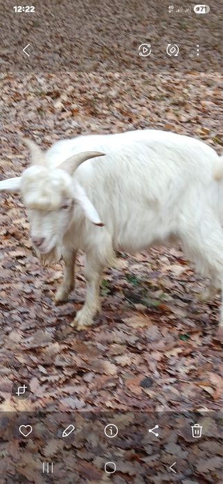 Vand 5 iezi de anul acesta