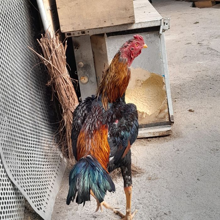 Продам бойцового петуха