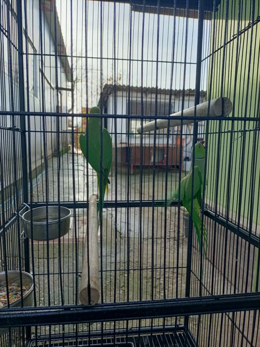 Pereche Micul Alexandru