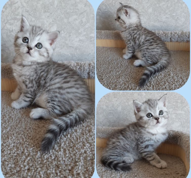 Шотландские котята шоу класса