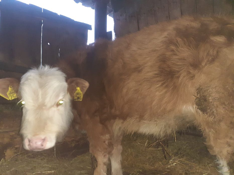 Vând vitel din monta b.r .