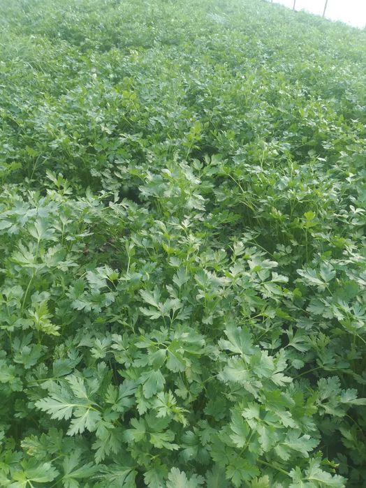 Pătrunjel verde 8 lei