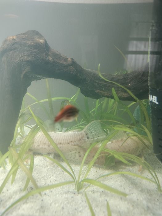 Hoplosternum thoracatum albino