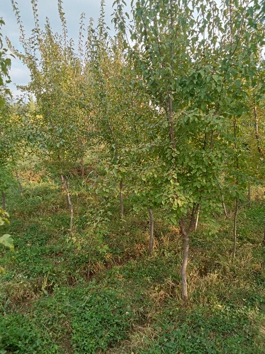 Клен татарский редкий