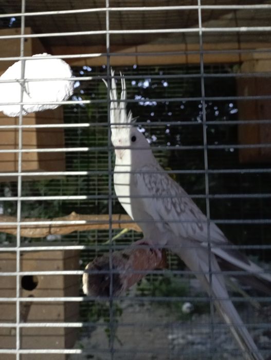 Сотилади карелла дубайский