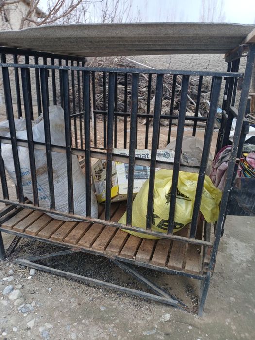 Койхона поллик тиник