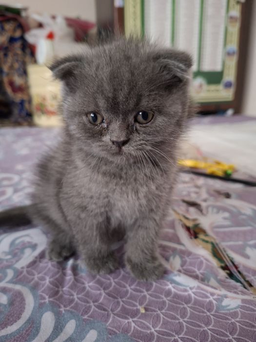 Продаётся породистая котёнка