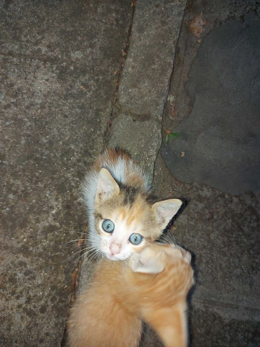 Подарявам 3 малки котенца на 6 седмици.Много са дружелюбни и игриви.Майка им беше убита и са отгледани с биберон, затова са много галени.