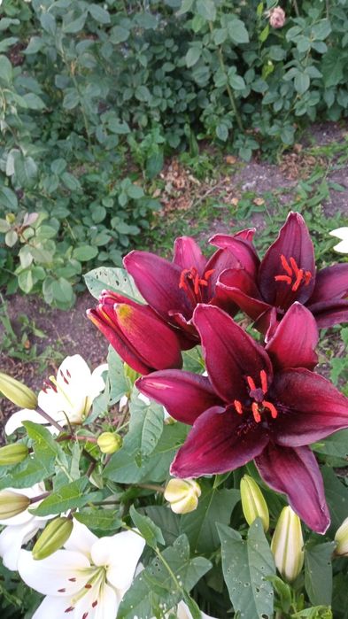 Продам дачу, реальному покупателю торг