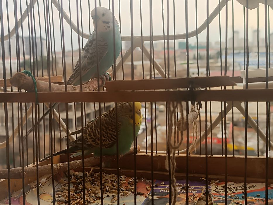 Волнистые попугаи, пара