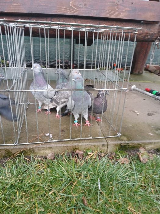 Porumbei tipleri englez