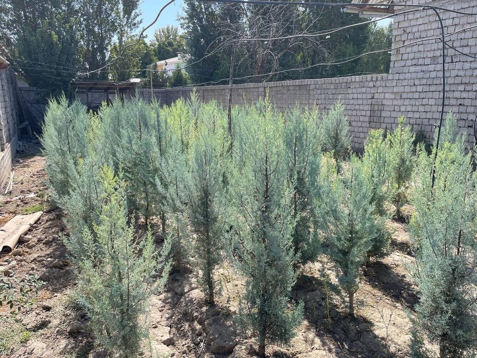 Аризонский кипарис