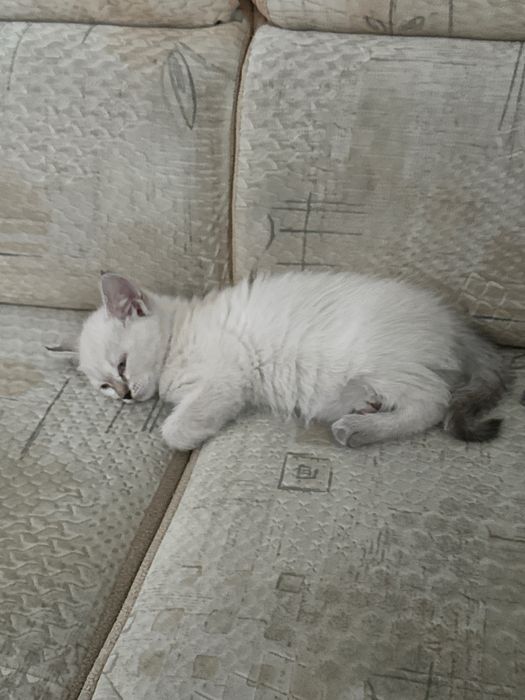 Отдам кошечку в добрые руки!