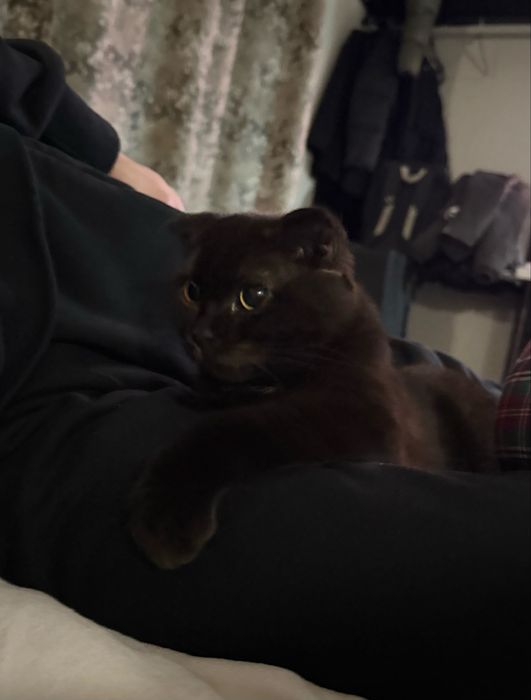 Отдам кошку, 4-5 месяцев