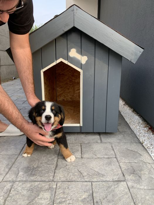 Cuști de câini premium, izolate termic, încălzire pardoseală