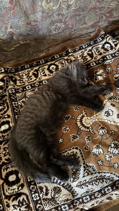 Отдам котят бесплатно