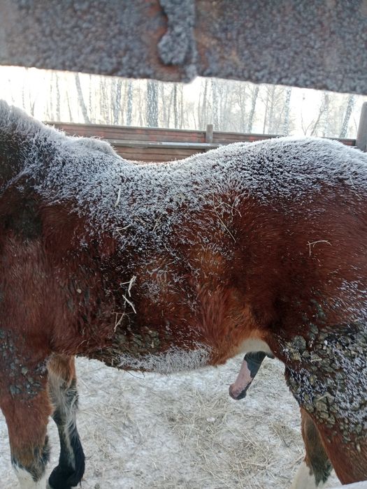 Продам лошадь на согым