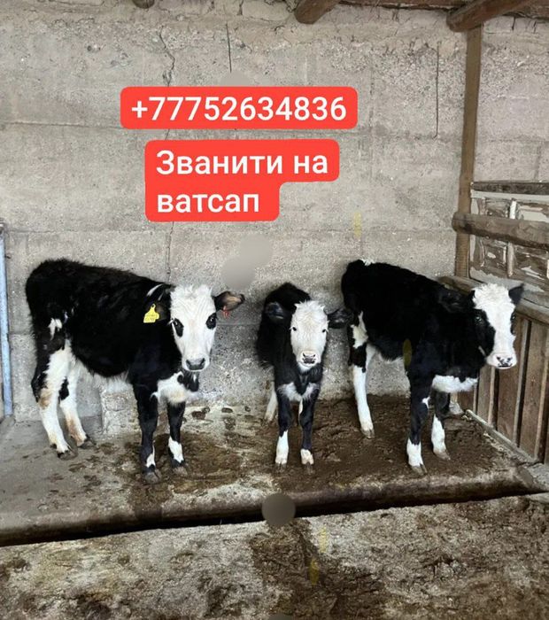 Продаются бычки///