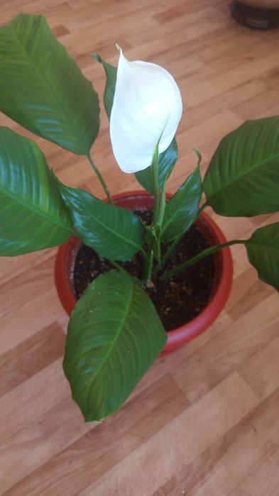 Продам комнатные цветы